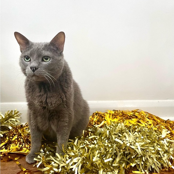 Meet your Posher, Yvonne - Picture 1 of 1